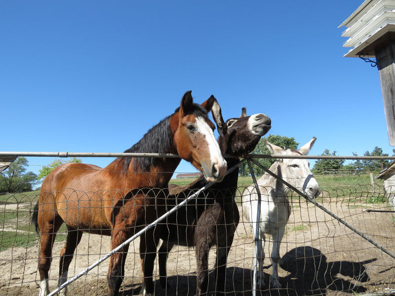 Donkeys Jolly and JuJu